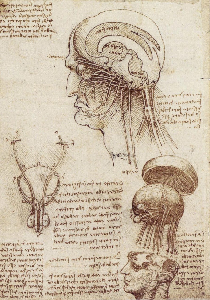 طرح فیزیولوژیکی لئوناردو از مغز و جمجمه انسان- حدود  ۱۵۱۰ میلادی